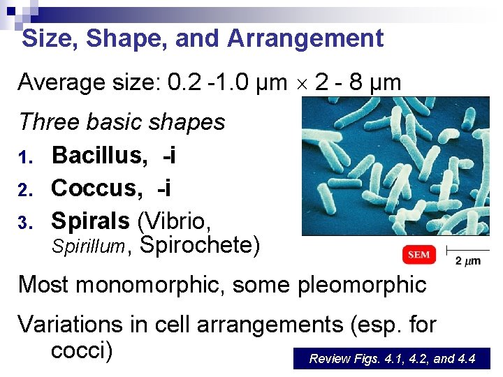 Size, Shape, and Arrangement Average size: 0. 2 -1. 0 µm 2 - 8