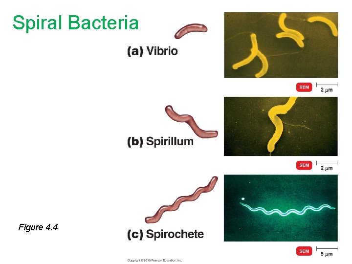 Spiral Bacteria Figure 4. 4 