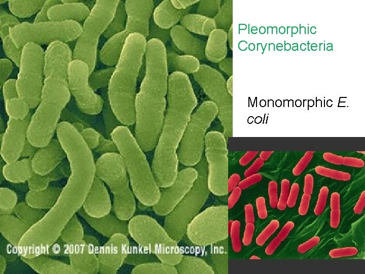 Pleomorphic Corynebacteria Monomorphic E. coli 