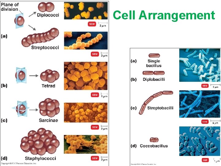 Cell Arrangement 
