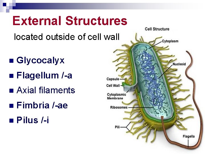 External Structures located outside of cell wall n Glycocalyx n Flagellum /-a n Axial
