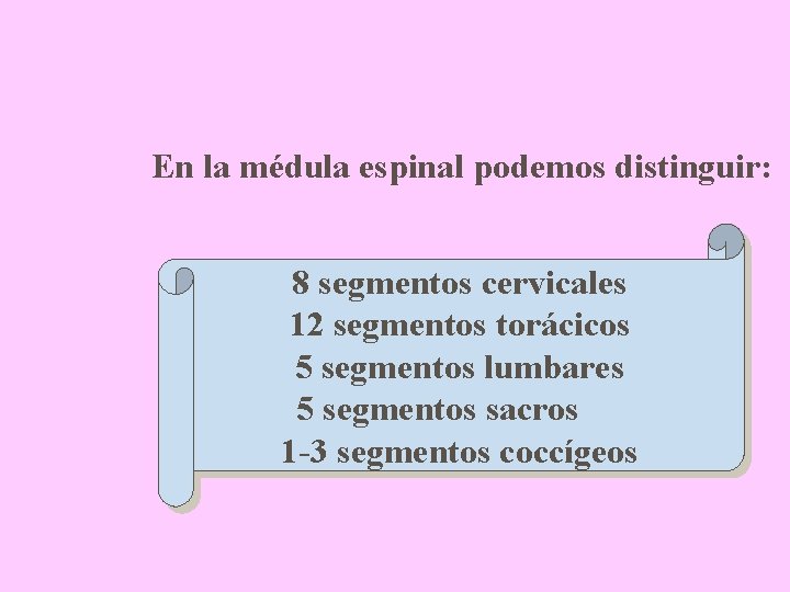 En la médula espinal podemos distinguir: 8 segmentos cervicales 12 segmentos torácicos 5 segmentos