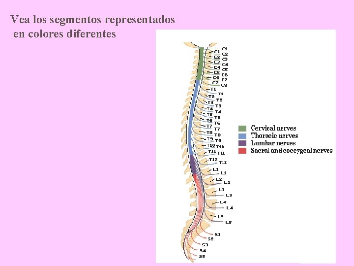 Vea los segmentos representados en colores diferentes 