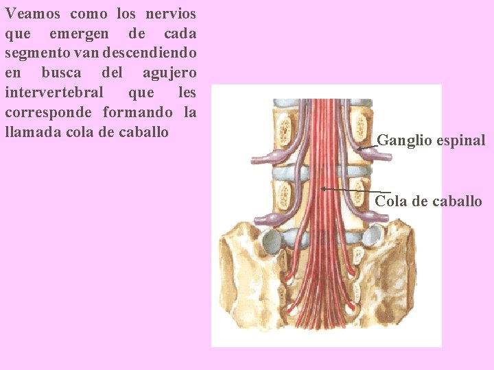 Veamos como los nervios que emergen de cada segmento van descendiendo en busca del