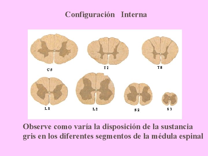 Configuración Interna Observe como varía la disposición de la sustancia gris en los diferentes