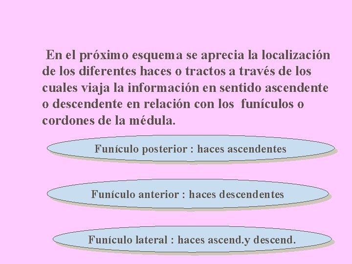 En el próximo esquema se aprecia la localización de los diferentes haces o tractos