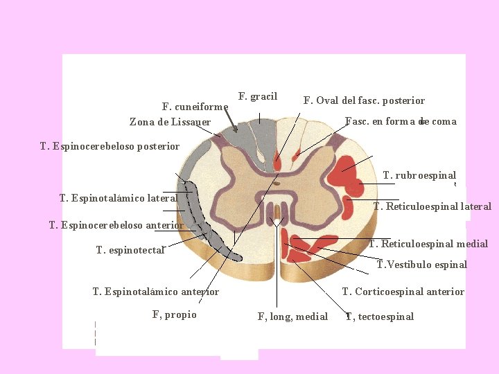 F. cuneiforme Zona de Lissauer F. gracil F. Oval del fasc. posterior Fasc. en