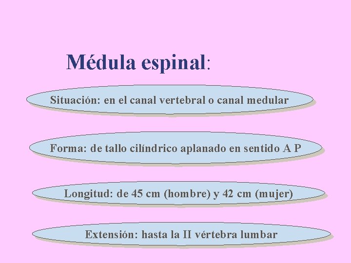 Médula espinal: Situación: en el canal vertebral o canal medular Forma: de tallo cilíndrico