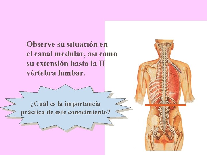 Observe su situación en el canal medular, así como su extensión hasta la II