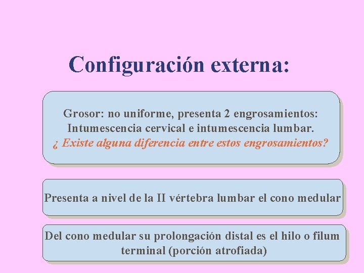 Configuración externa: Grosor: no uniforme, presenta 2 engrosamientos: Intumescencia cervical e intumescencia lumbar. ¿