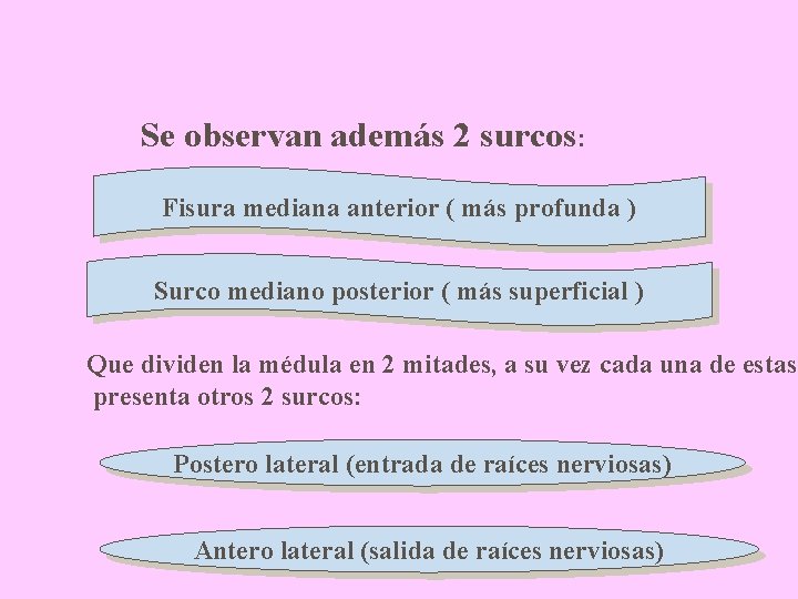 Se observan además 2 surcos: Fisura mediana anterior ( más profunda ) Surco mediano