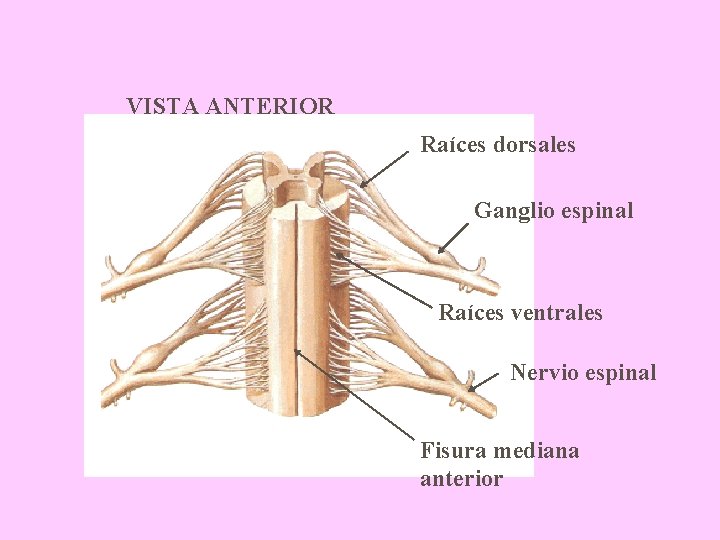 VISTA ANTERIOR Raíces dorsales Ganglio espinal Raíces ventrales Nervio espinal Fisura mediana anterior 