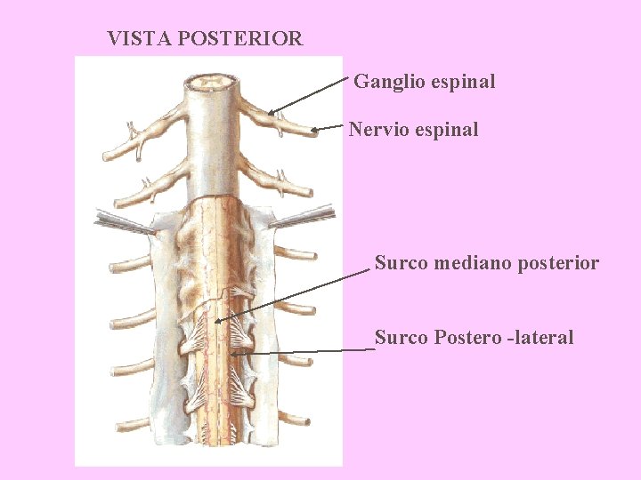 VISTA POSTERIOR Ganglio espinal Nervio espinal Surco mediano posterior Surco Postero -lateral 