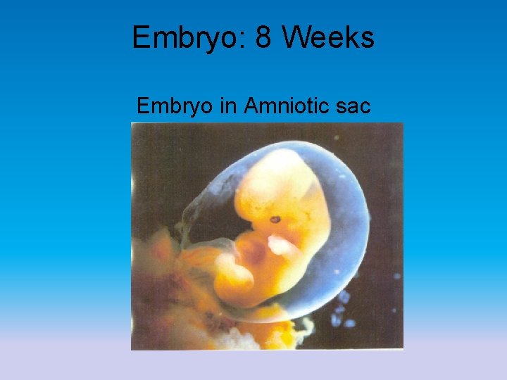 Embryo: 8 Weeks Embryo in Amniotic sac 