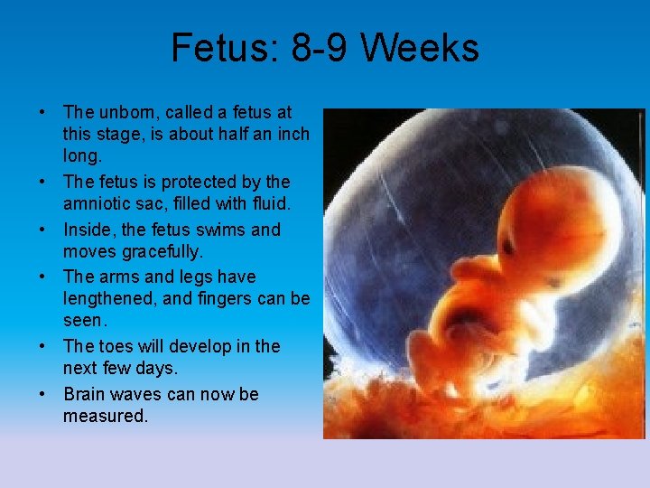 Fetus: 8 -9 Weeks • The unborn, called a fetus at this stage, is