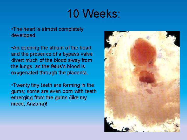 10 Weeks: • The heart is almost completely developed. • An opening the atrium