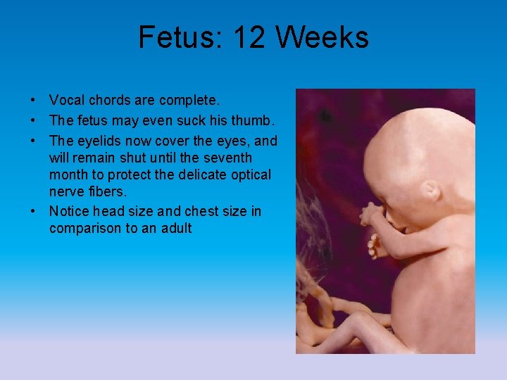 Fetus: 12 Weeks • Vocal chords are complete. • The fetus may even suck