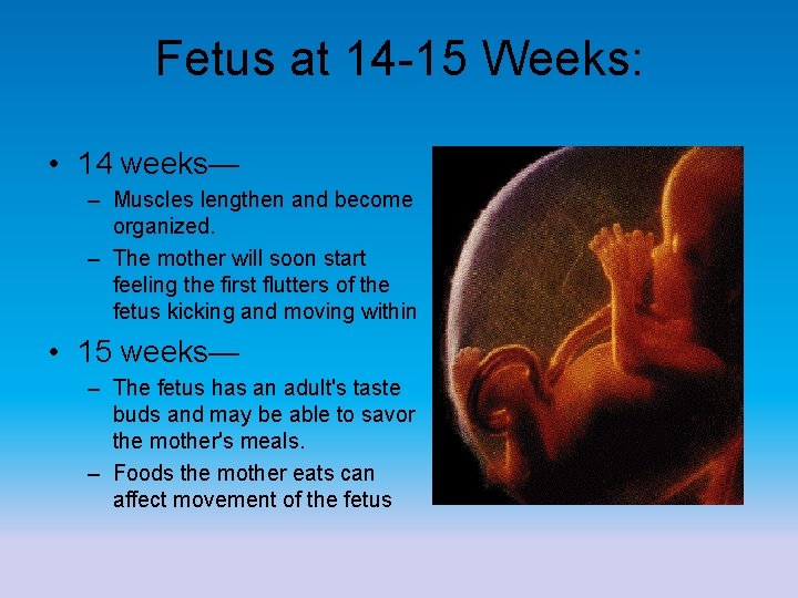 Fetus at 14 -15 Weeks: • 14 weeks— – Muscles lengthen and become organized.