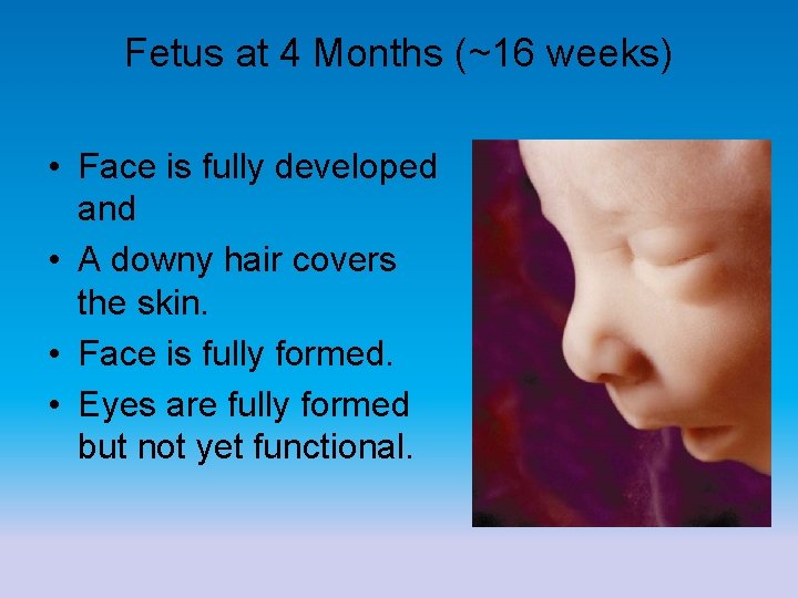 Fetus at 4 Months (~16 weeks) • Face is fully developed and • A