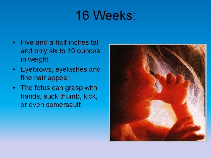 16 Weeks: • Five and a half inches tall and only six to 10