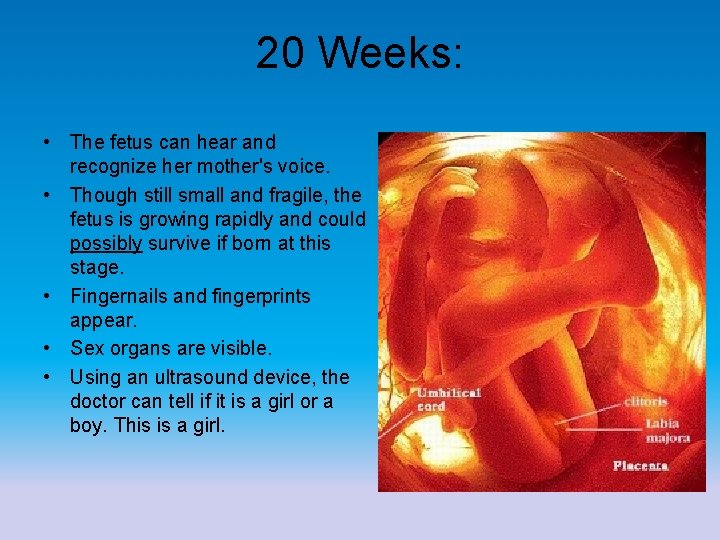 20 Weeks: • The fetus can hear and recognize her mother's voice. • Though