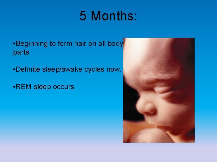 5 Months: • Beginning to form hair on all body parts • Definite sleep/awake