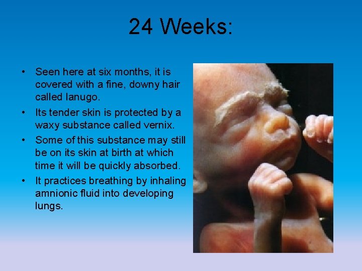 24 Weeks: • Seen here at six months, it is covered with a fine,