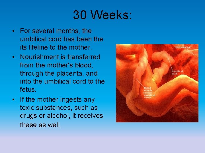 30 Weeks: • For several months, the umbilical cord has been the its lifeline