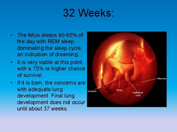 32 Weeks: • The fetus sleeps 90 -95% of the day with REM sleep