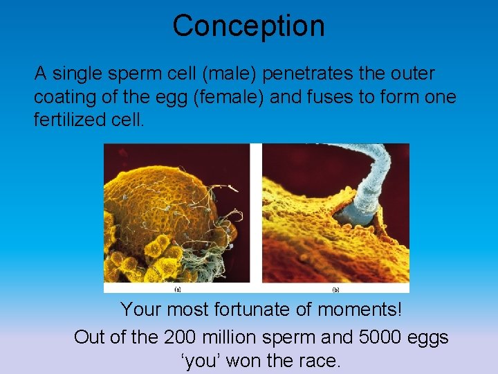 Conception A single sperm cell (male) penetrates the outer coating of the egg (female)