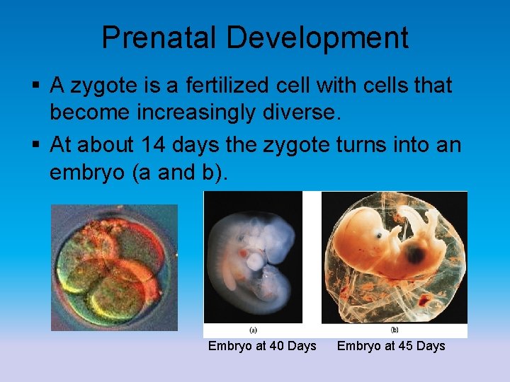 Prenatal Development § A zygote is a fertilized cell with cells that become increasingly