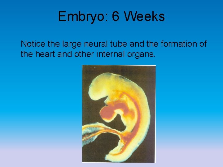 Embryo: 6 Weeks Notice the large neural tube and the formation of the heart