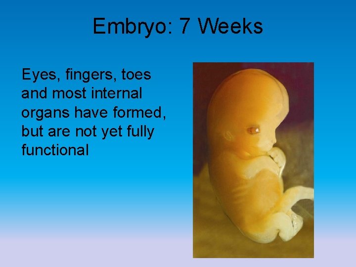 Embryo: 7 Weeks Eyes, fingers, toes and most internal organs have formed, but are
