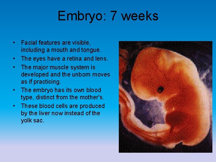 Embryo: 7 weeks • Facial features are visible, including a mouth and tongue. •