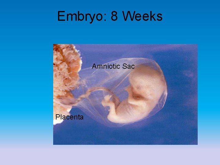 Embryo: 8 Weeks Amniotic Sac Placenta 