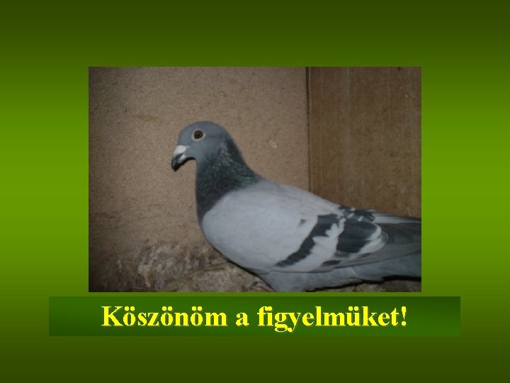 Köszönöm a figyelmüket! 