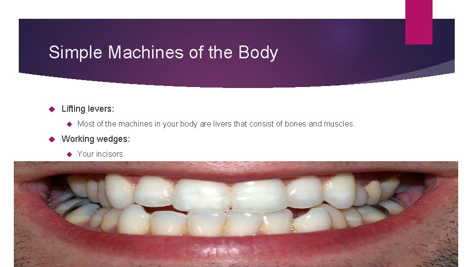 Simple Machines of the Body Lifting levers: Most of the machines in your body