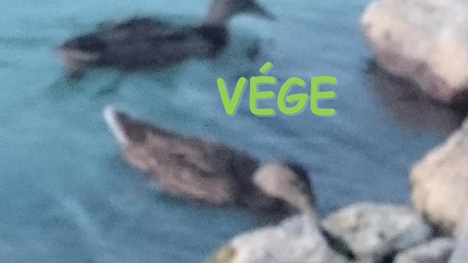 VÉGE 