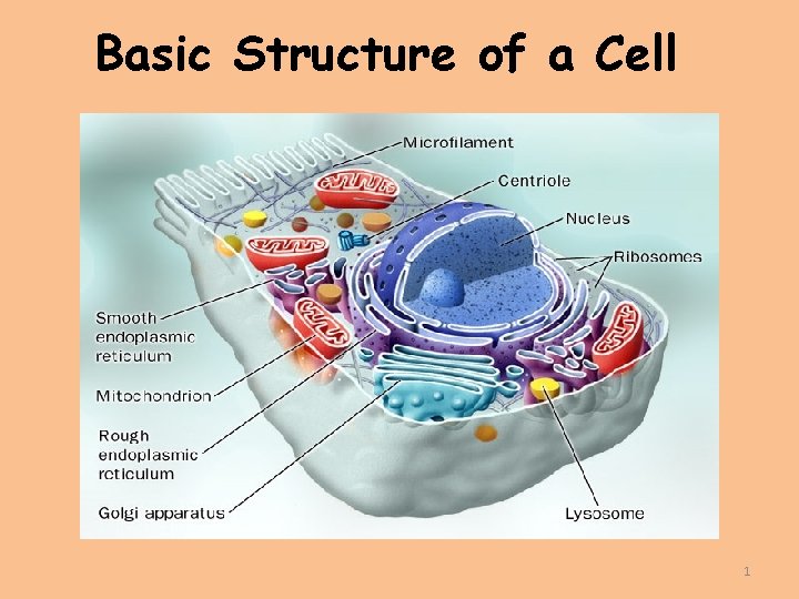 Basic Structure of a Cell 1 