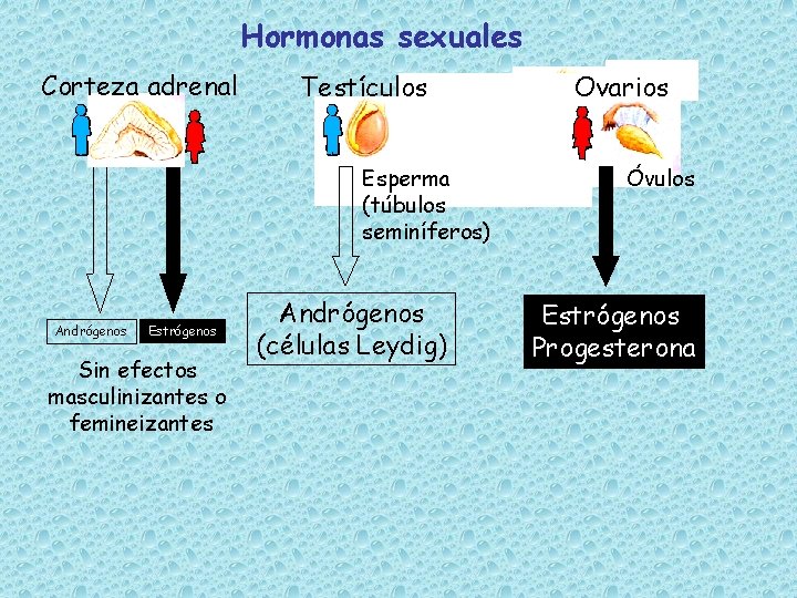 Hormonas sexuales Corteza adrenal Testículos Esperma (túbulos seminíferos) Andrógenos Estrógenos Sin efectos masculinizantes o