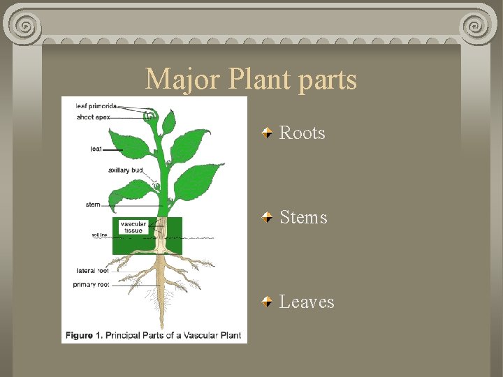 Major Plant parts Roots Stems Leaves 