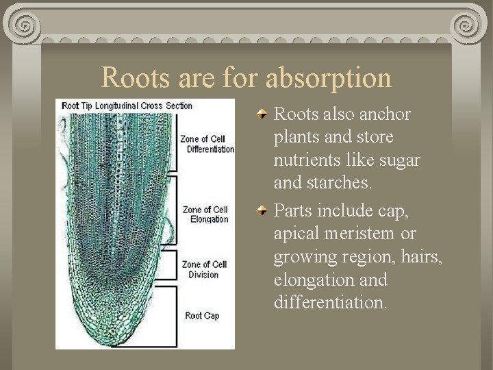 Roots are for absorption Roots also anchor plants and store nutrients like sugar and