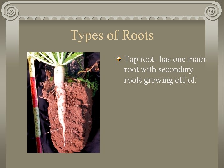 Types of Roots Tap root- has one main root with secondary roots growing off