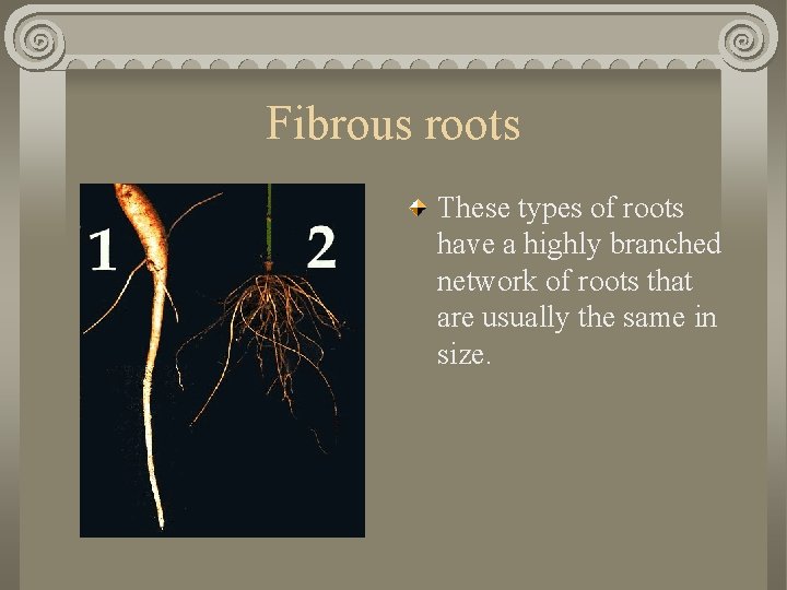 Fibrous roots These types of roots have a highly branched network of roots that