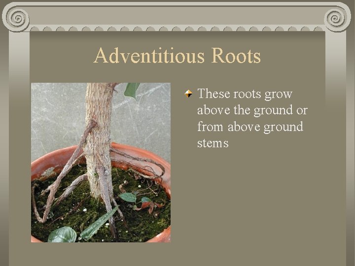 Adventitious Roots These roots grow above the ground or from above ground stems 