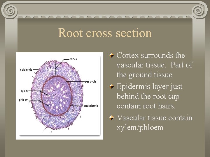 Root cross section Cortex surrounds the vascular tissue. Part of the ground tissue Epidermis