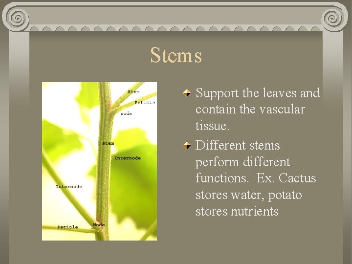 Stems Support the leaves and contain the vascular tissue. Different stems perform different functions.