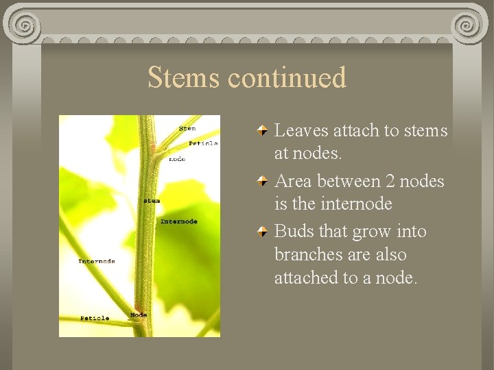 Stems continued Leaves attach to stems at nodes. Area between 2 nodes is the