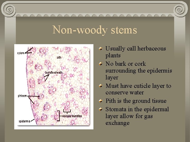 Non-woody stems Usually call herbaceous plants No bark or cork surrounding the epidermis layer