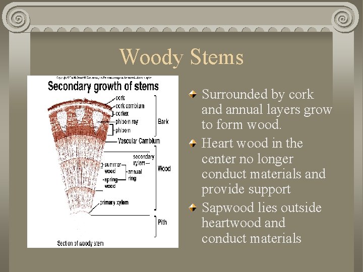 Woody Stems Surrounded by cork and annual layers grow to form wood. Heart wood